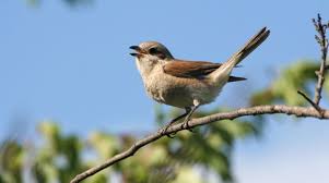 עיתון כיתתי בנושא חופש גדול by shira meir - Ourboox.com