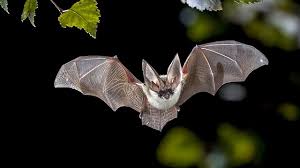 עיתון כיתתי בנושא חופש גדול by shira meir - Ourboox.com