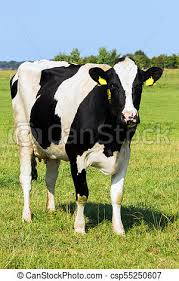 עיתון כיתתי בנושא חופש גדול by shira meir - Ourboox.com