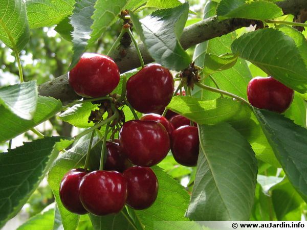 Les cerisier by Ali yavari - Ourboox.com