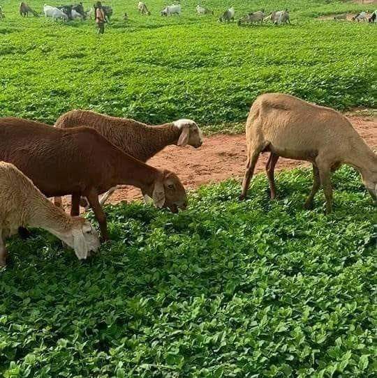 ma classe a2 by ADAM ALI MODATHER - Ourboox.com