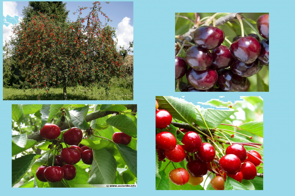 Les cerisier by Ali yavari - Ourboox.com