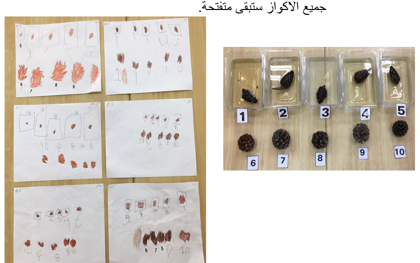 ما هو تأثير رطوبة الماء على انغلاق اكواز الصنوبر ؟ by Warda Saleh - Illustrated by روضة الشاطر حسن - Ourboox.com