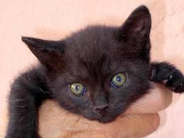 Il Gatto by Francesco - Illustrated by Francesco Piantone - Ourboox.com