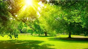 איך זה להיות עץ ?