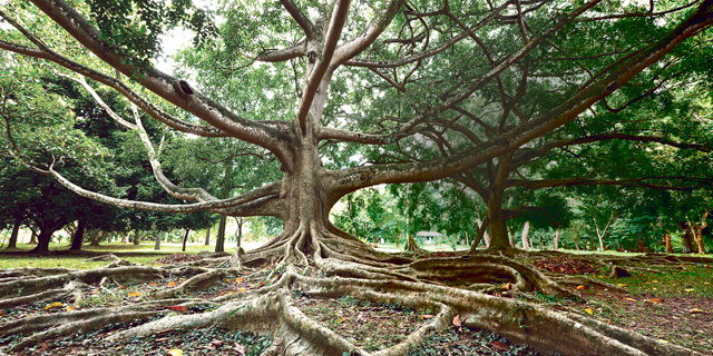 איך זה להיות עץ ? by nofar - Illustrated by נופר נזרי - Ourboox.com