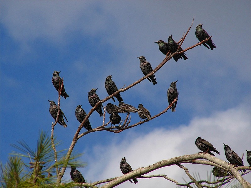 איך זה להיות עץ ? by nofar - Illustrated by נופר נזרי - Ourboox.com