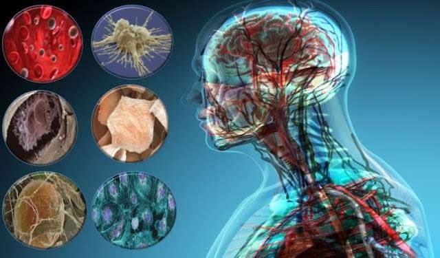 عالم الخلية by sara titi - Illustrated by مرسيل ملحم , سارة تيتي , فايزة عابد - Ourboox.com