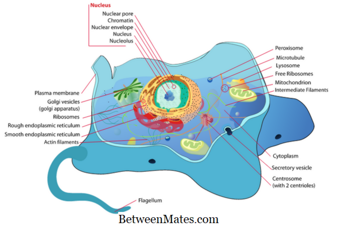 عالم الخلية by sara titi - Illustrated by مرسيل ملحم , سارة تيتي , فايزة عابد - Ourboox.com