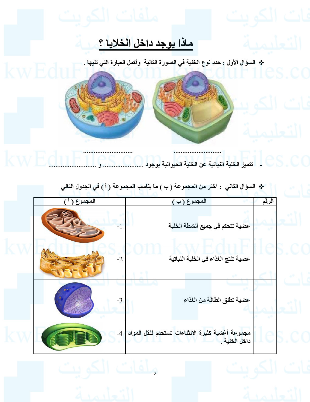 فعالية رقم 3