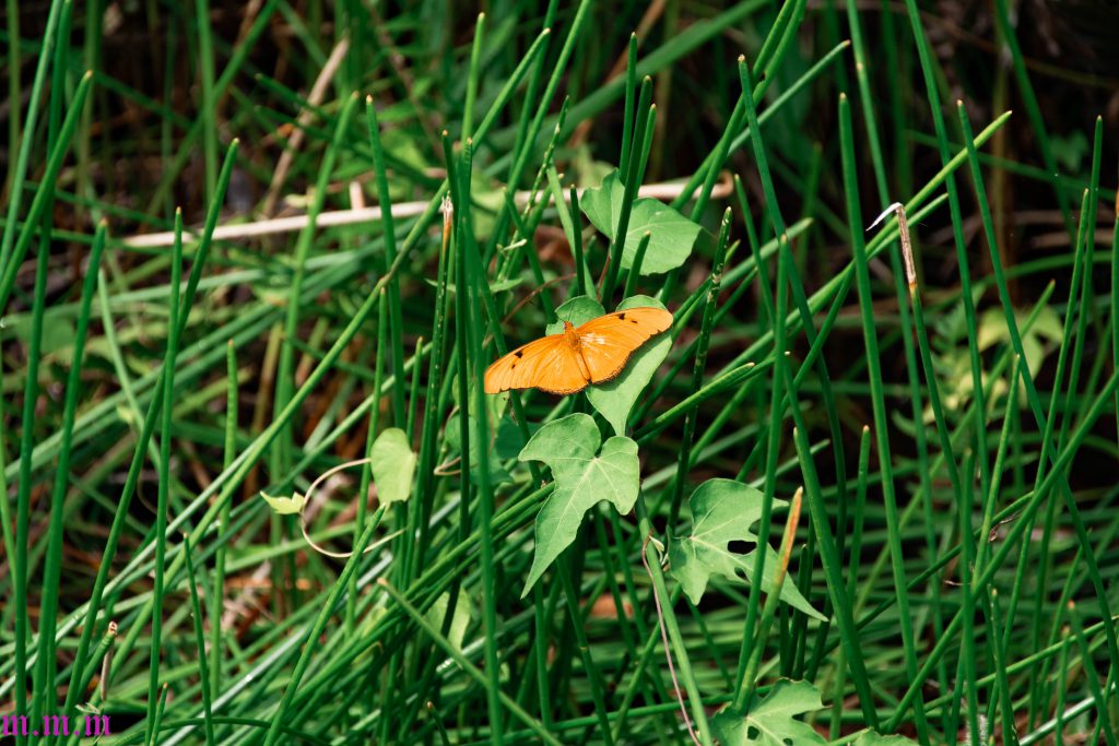 תעודת זהות תרבותית by michal meyuhas - Ourboox.com