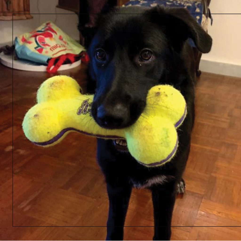 סנופי by Nomi Elboim - Illustrated by נעמי עיצובים - Ourboox.com