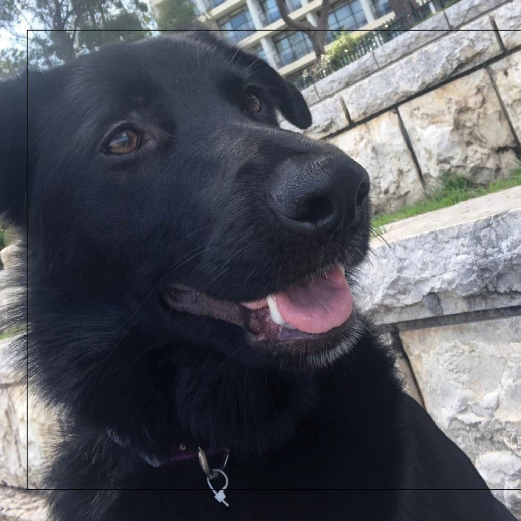 סנופי by Nomi Elboim - Illustrated by נעמי עיצובים - Ourboox.com