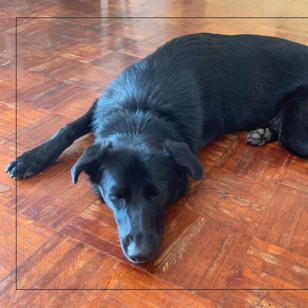 סנופי by Nomi Elboim - Illustrated by נעמי עיצובים - Ourboox.com