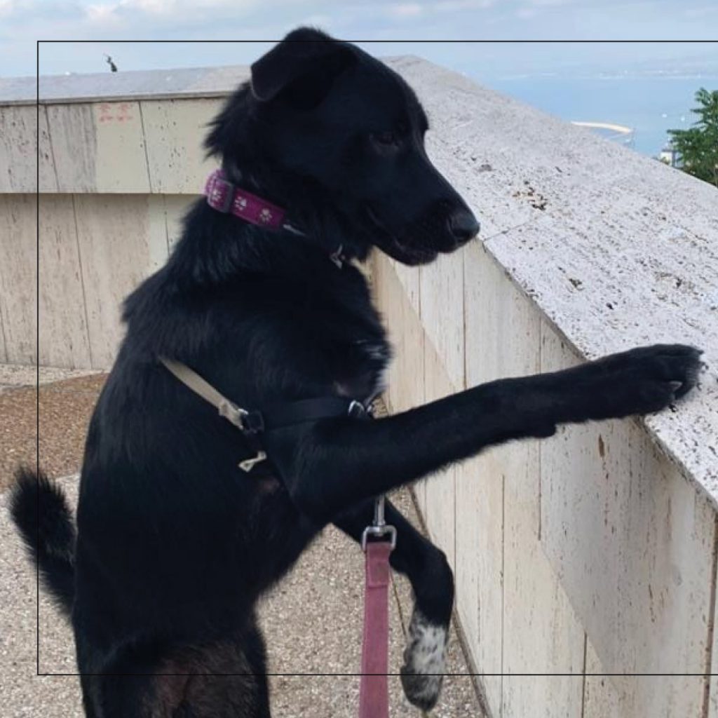 סנופי by Nomi Elboim - Illustrated by נעמי עיצובים - Ourboox.com