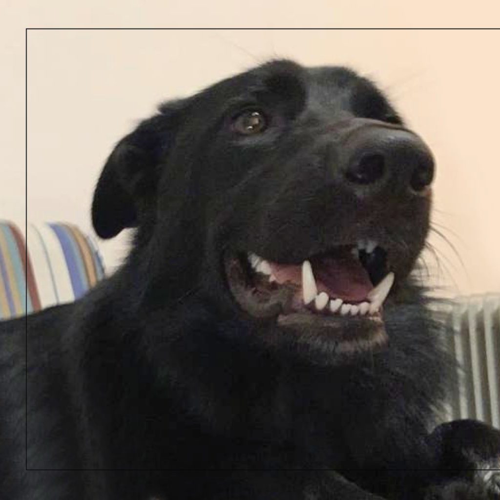 סנופי by Nomi Elboim - Illustrated by נעמי עיצובים - Ourboox.com