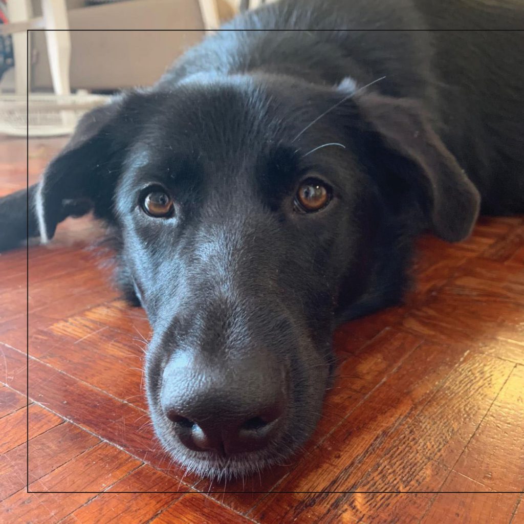 סנופי by Nomi Elboim - Illustrated by נעמי עיצובים - Ourboox.com