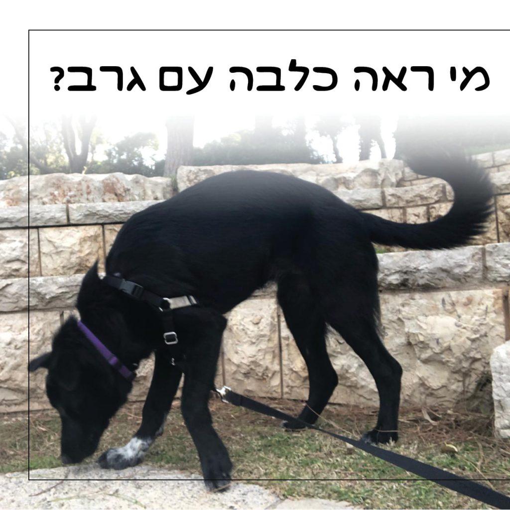 סנופי by Nomi Elboim - Illustrated by נעמי עיצובים - Ourboox.com