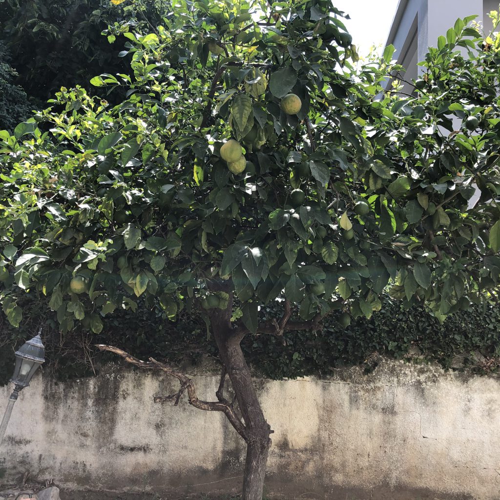 Our Happy Home in Ramat Gan by Mel Rosenberg - מל רוזנברג - Ourboox.com