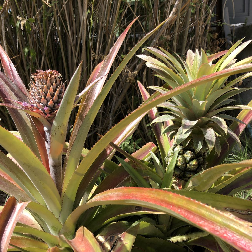 Our Happy Home in Ramat Gan by Mel Rosenberg - מל רוזנברג - Ourboox.com