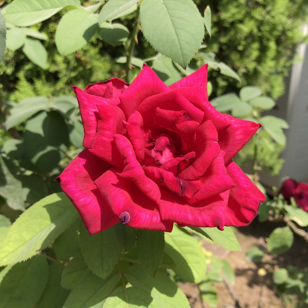 Our Happy Home in Ramat Gan by Mel Rosenberg - מל רוזנברג - Ourboox.com