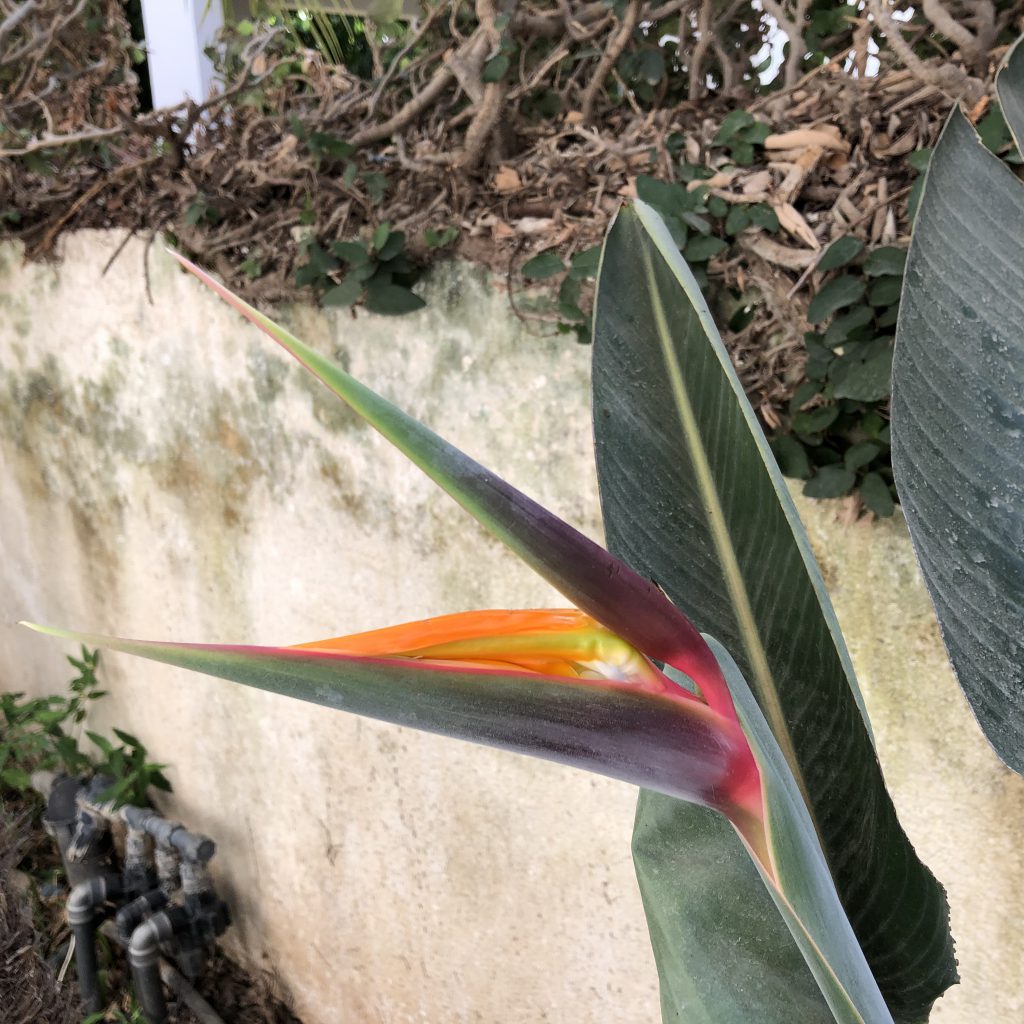 Our Happy Home in Ramat Gan by Mel Rosenberg - מל רוזנברג - Ourboox.com