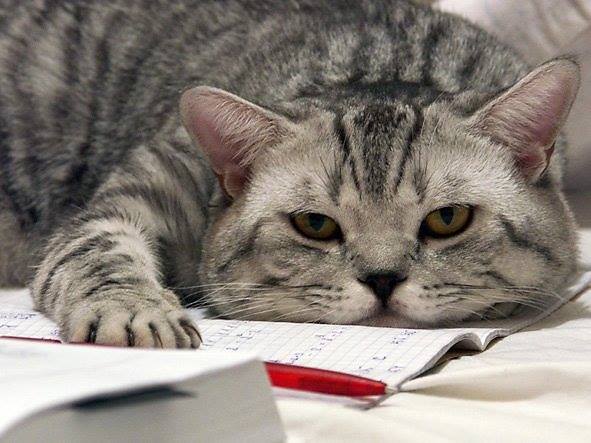 Відтінки Душі, або Сторінки щоденника by oksana - Ourboox.com