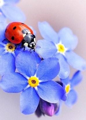 Відтінки Душі, або Сторінки щоденника by oksana - Ourboox.com