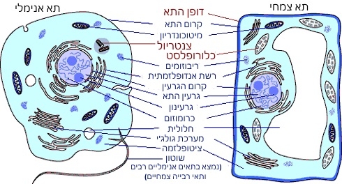 התא כיחידת חיים by iris shtiglitz - Ourboox.com