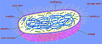 התא כיחידת חיים by iris shtiglitz - Ourboox.com