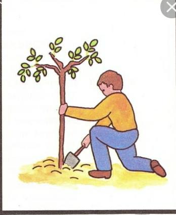 צמח חלומותיי by Safa - Ourboox.com