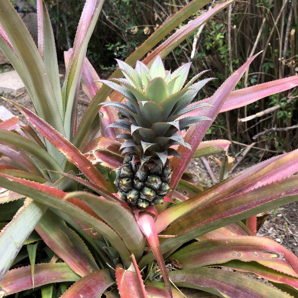 My Favorite Things by Mel Rosenberg - מל רוזנברג - Ourboox.com