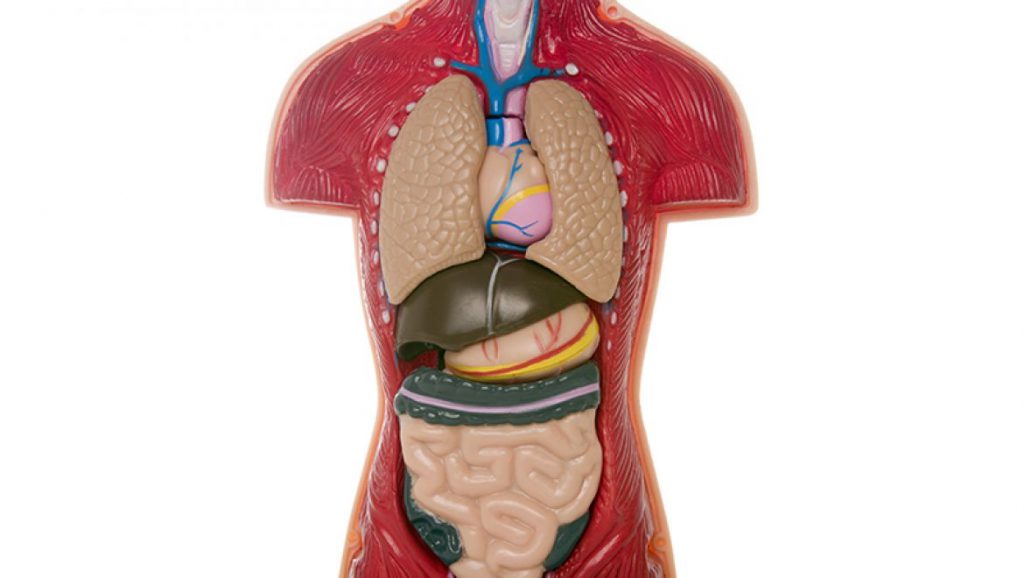 גוף האדם by tehila - Ourboox.com