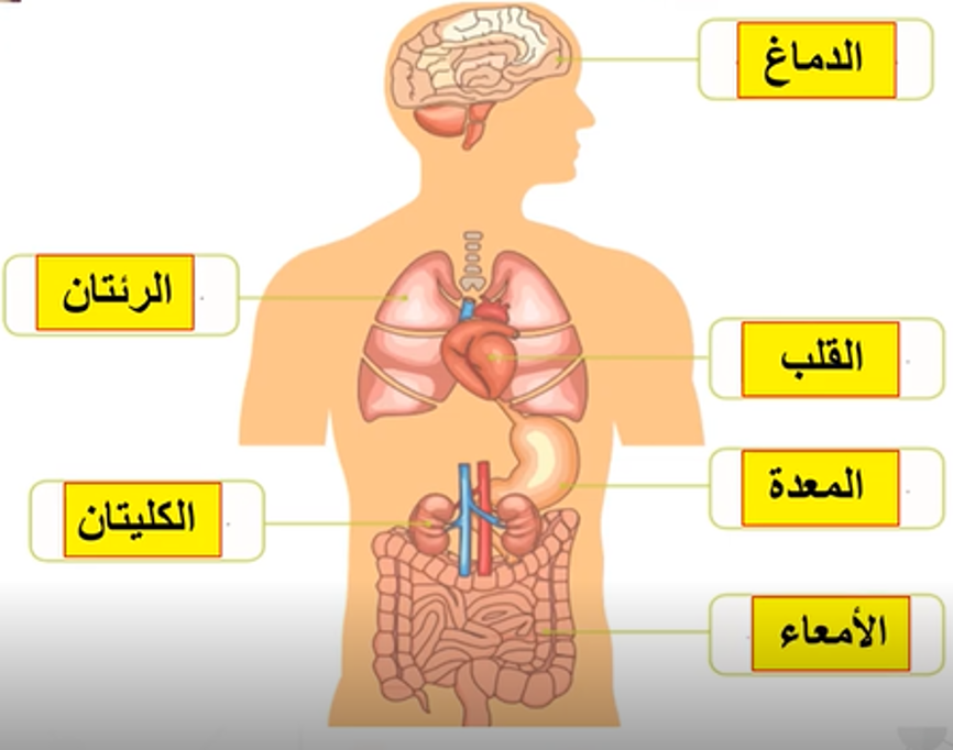 ما الأعضاء الرئيسة في جسمي؟ by Vera Hayek - Ourboox.com