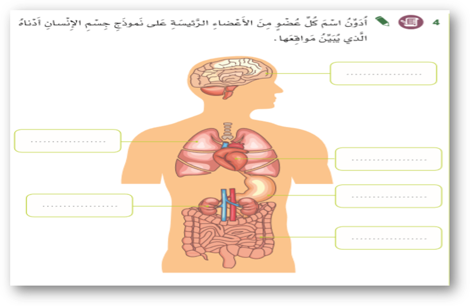 ما الأعضاء الرئيسة في جسمي؟ by Vera Hayek - Ourboox.com