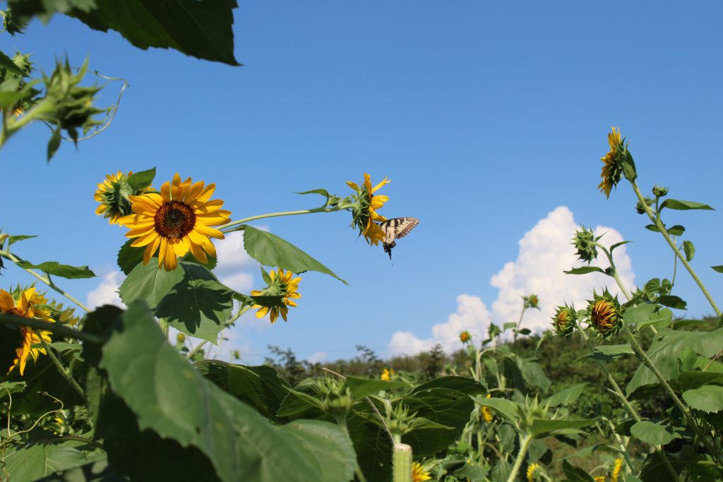 A Day on Earth by Britney Cooper - Illustrated by solarsystem.nasa.gov - Ourboox.com