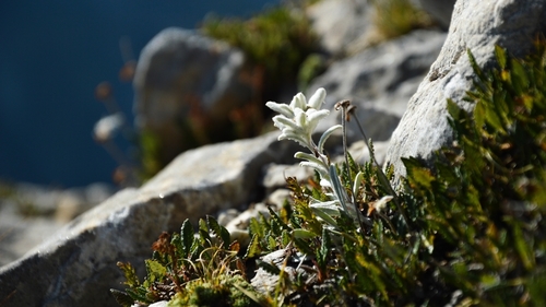 Разказ за еделвайса by nikolai - Ourboox.com