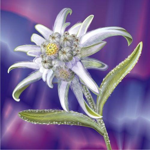 Разказ за еделвайса by nikolai - Ourboox.com