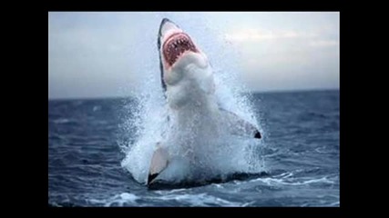 Книга за мегалодона by nikolai - Ourboox.com