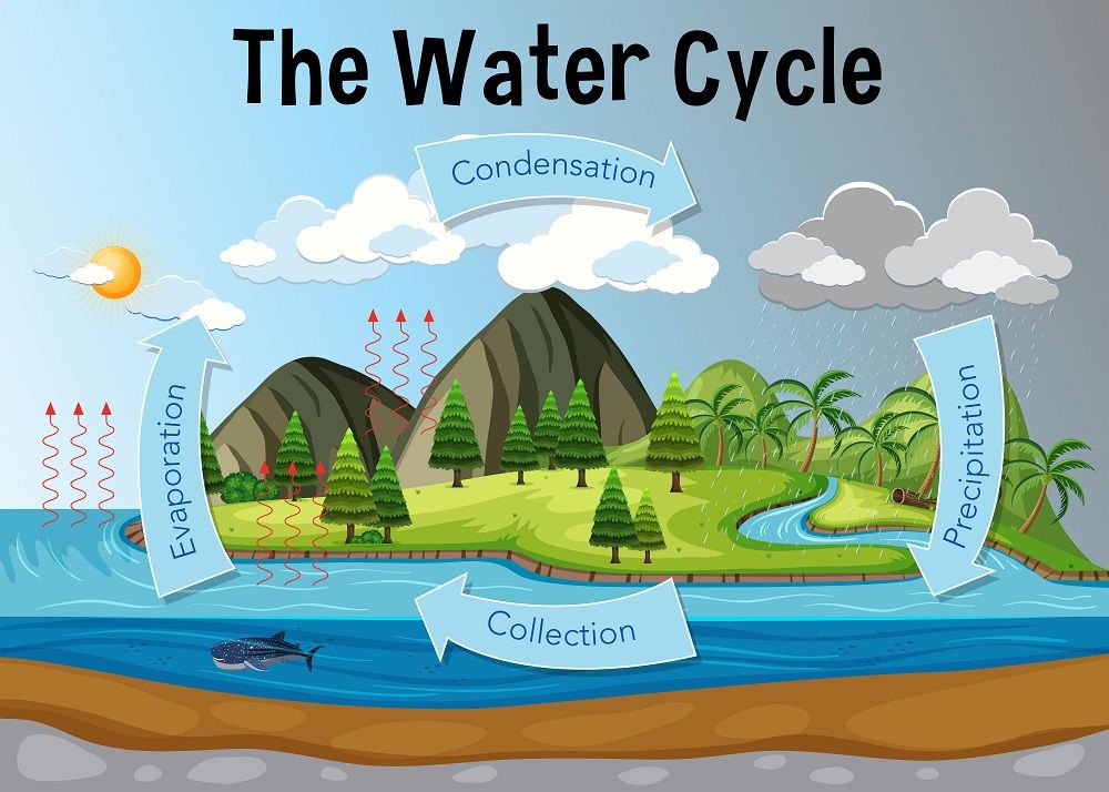 water cycle by tarriel - Illustrated by https://biologydictionary.net/water-cycle/ - Ourboox.com