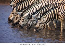 The Water Cycle! by Aubrianna Houselog - Ourboox.com