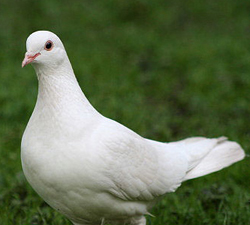 malk by malk tamimi - Ourboox.com