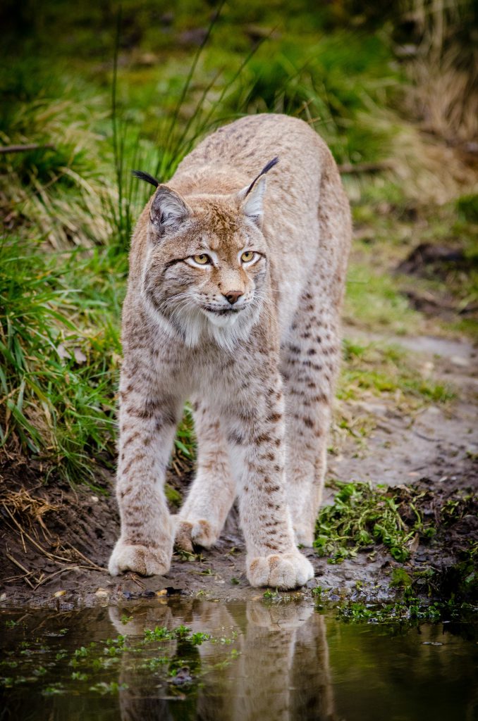LINCE by Devid Russo - Ourboox.com