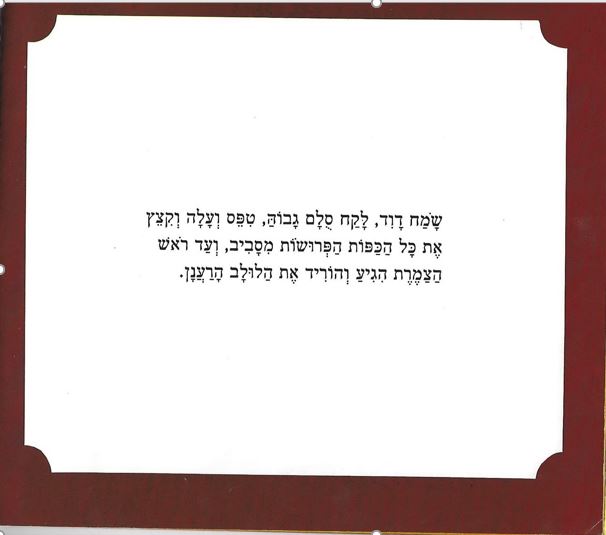 סכך לסוכה by inbar seif zuta - Illustrated by פזית מלר דושי - Ourboox.com