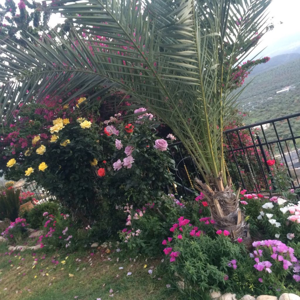 صور العائلة by samira hussien - Ourboox.com