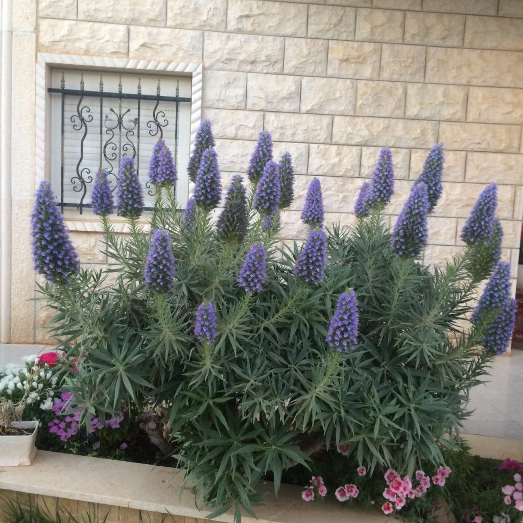 صور العائلة by samira hussien - Ourboox.com