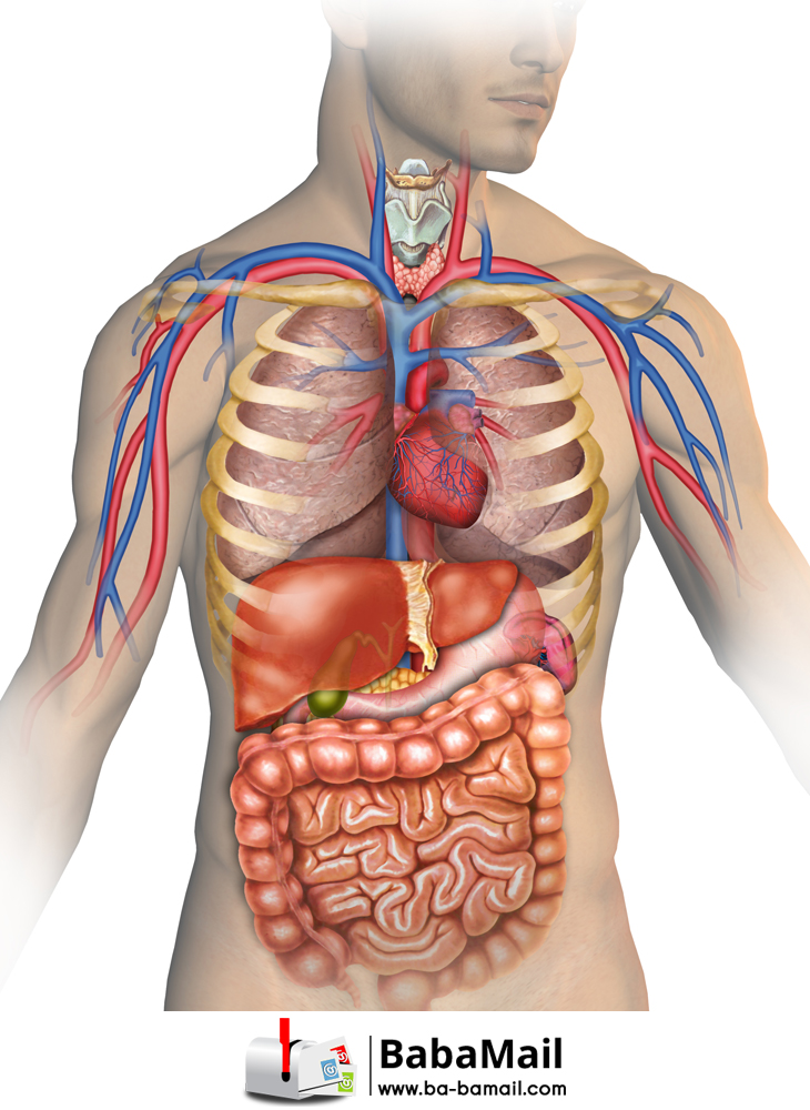أجهزة الجسم by mohamed mitwalli - Ourboox.com