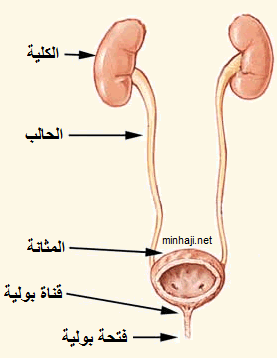 أجهزة الجسم by mohamed mitwalli - Ourboox.com