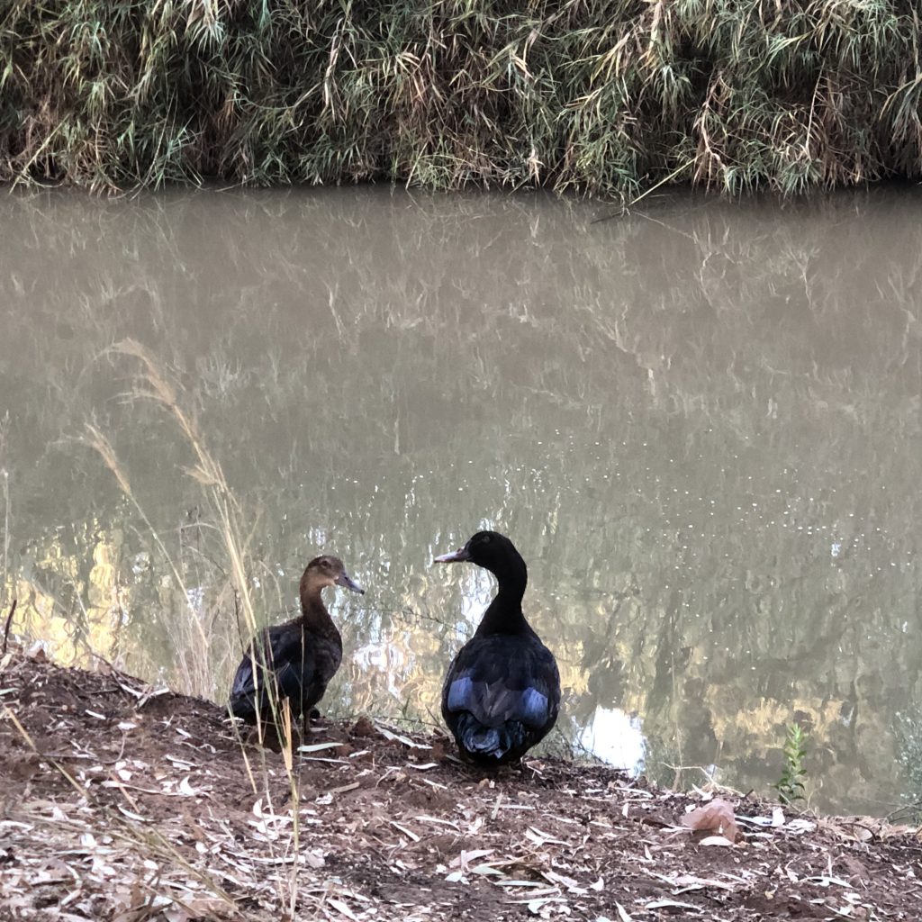 Morning Walk in HaYarkon Park by Mel Rosenberg - מל רוזנברג - Ourboox.com