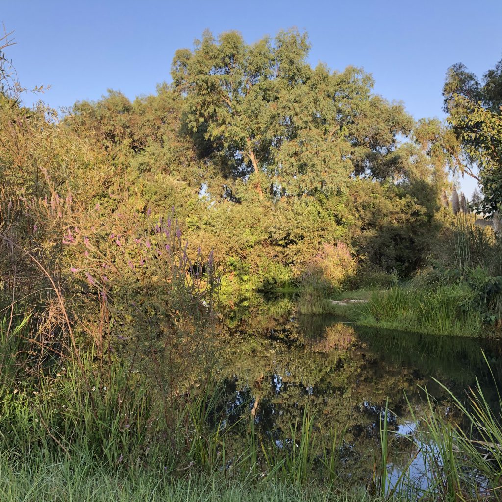 Morning Walk in HaYarkon Park by Mel Rosenberg - מל רוזנברג - Ourboox.com